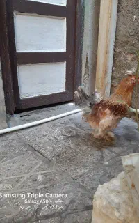 خروس سلطان اصل