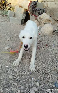 سگ دو رگه