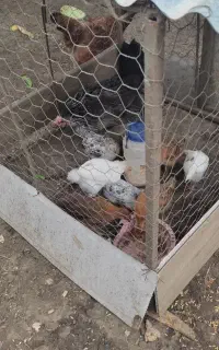 فروش مرغ و خروس و جوجه