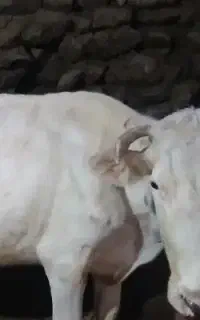 قصاب سیار برای قربانی