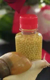 حلزون و تخم حلزون