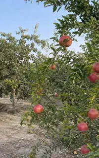 محلول‌ پاش بعد از برداشت