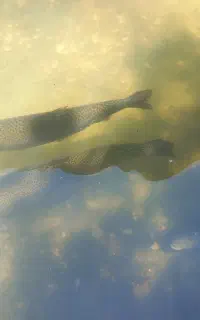 ماهی غزل الا