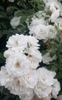 گل رز سفید