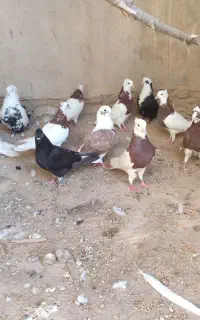 فروش ۱۹عددکبوتر خال قرمز