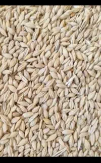 فروش جو دیم بومی ویونجه پرس