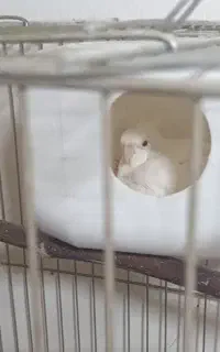 جفت عروس با جوجه