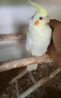 جوجه عروس هلندی