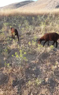 ۲تا بره