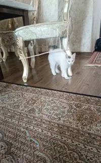 گربه ماده