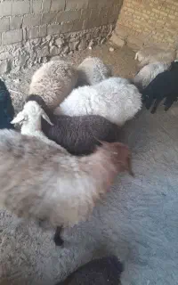 ۳عدد میش جوان