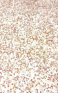 کف سابی و موزاییک سازی
