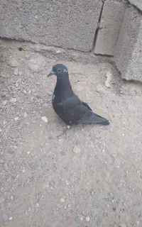 کفتر