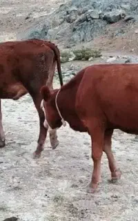 گوساله سیمینتال خالص