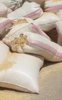 کاه گندم و جو