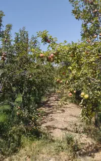 گلابی درگزی9تن