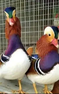 ماندارین بالغ ۱ جفت کهنه صاف مولد گرید A
