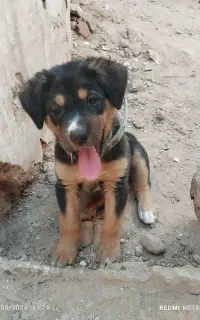 سگ رو