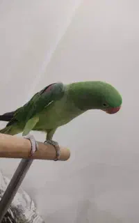 شاه طوطی سخنگو