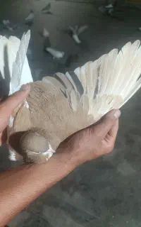 کفتر پرشی