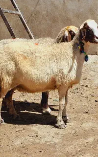 گوسفند داشتی نازار