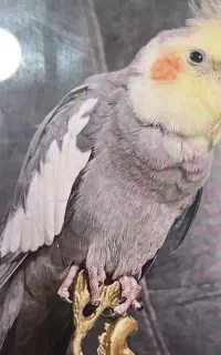 پرنده مژدگانی ۱۰ تومن