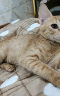 واگذاری بچه گربه