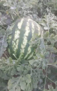 هندوانه شیرین رسیده کله بار درشت بار