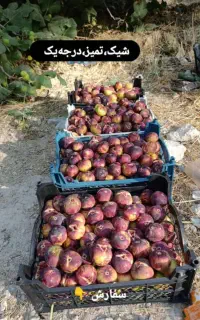انجیر خیرک شکرک