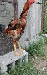 خروس لاری فروشی