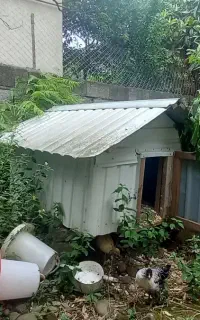لانه مرغ و خروس یا سگ پاکوتاه
