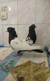 سینه سیاه