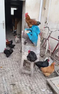 فروش انواع مرغ و خروس پاپشمی