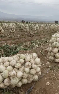 سرکارگر کار باغ وکشاورزی هستم.