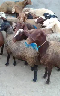 ۲۱راس  گوسفند جوان شیره دار وآبستن