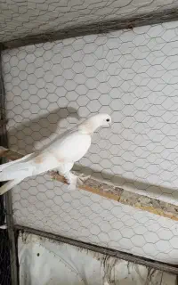 پرنده