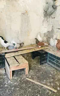 پنج کبوتر یکه