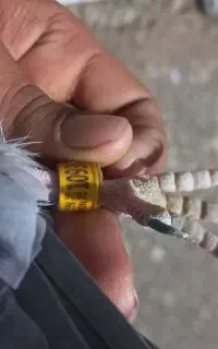 اهواز