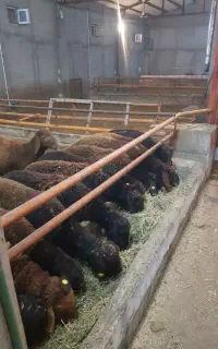 فروش بره نر