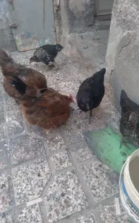 مرغ و جوجه طبیعی