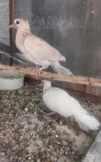 کبوتر خانگی ابریشمی کاکل