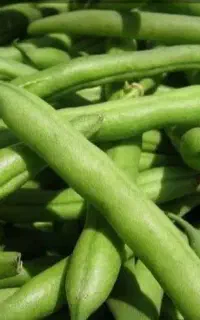 لوبیا سبز
