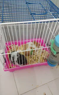 همستر نر و ماده خوشکل