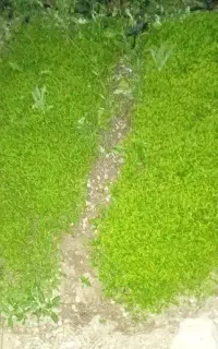 بوته‌فلفل‌‌دونه‌ای‌۵۰۰۰تومان