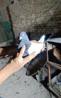 شهری سیا