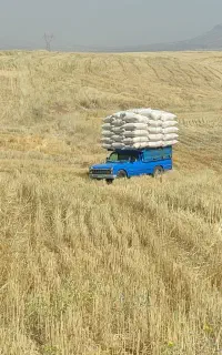 کاه گندم دیم