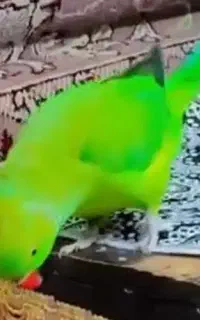 طوطی منگو