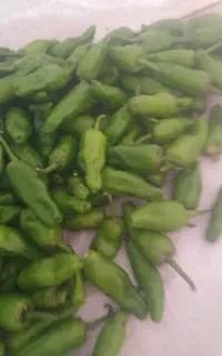 انواع فلفل ریز و درشت