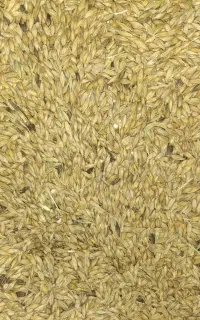 جو محلی در خورموج