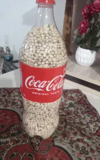لوبیا چشم بلبلی قهوه ای